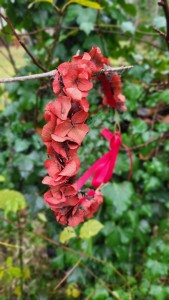 Couronne de fleurs séchées et stabilisées