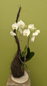 le cocon de muehlenbeckia