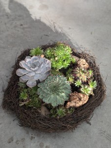nid de plantes succulentes